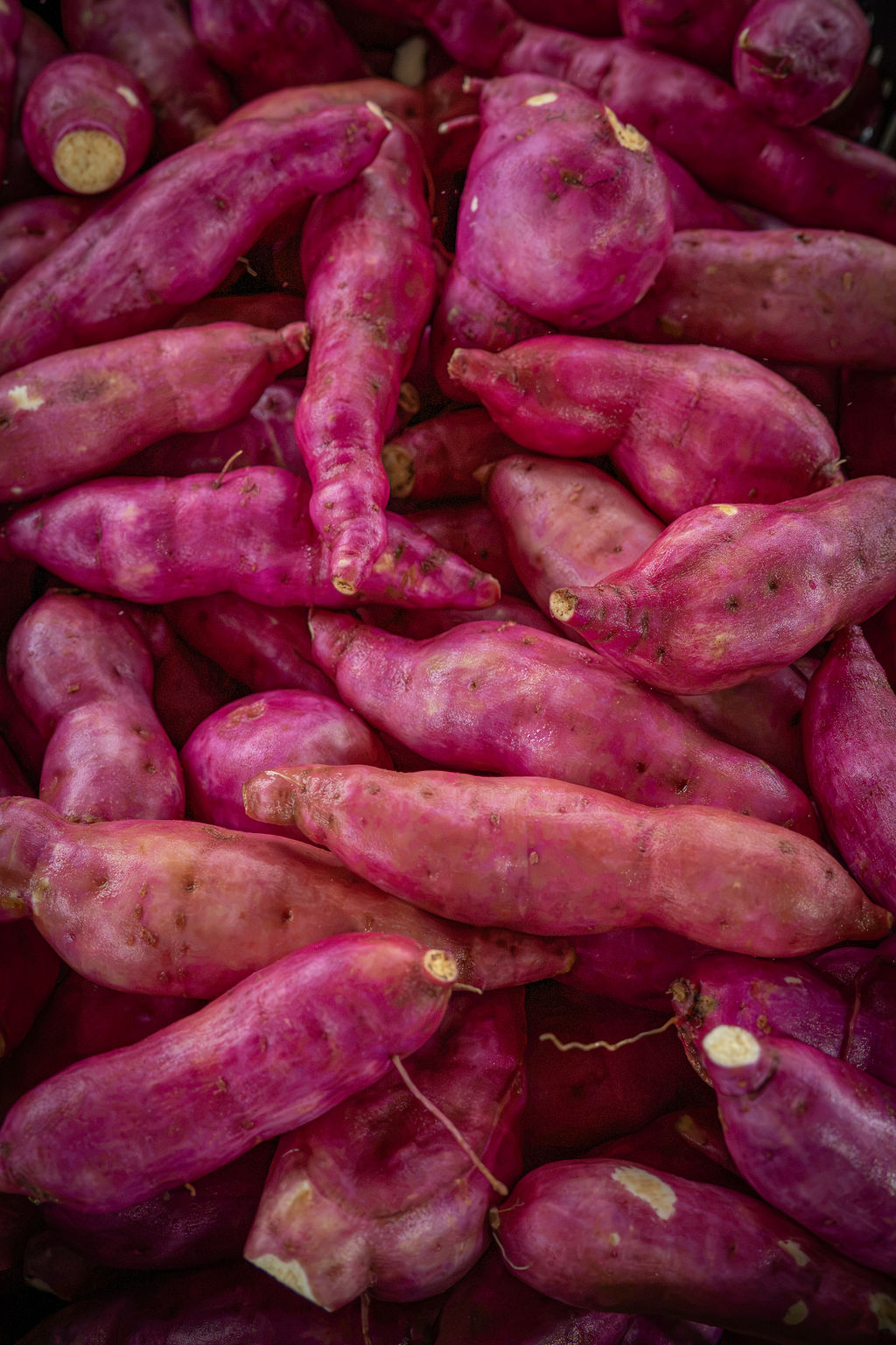 Camote
